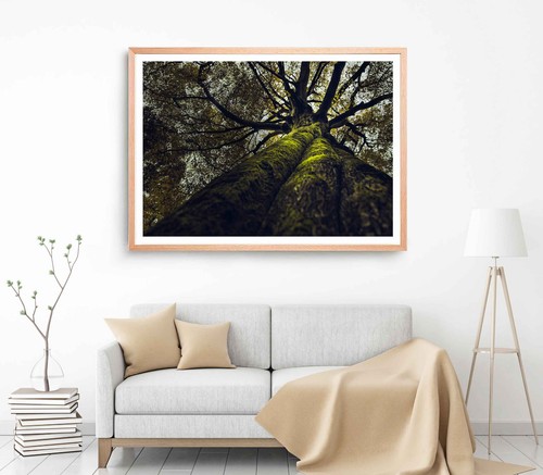 Thick old tree print - old, print,