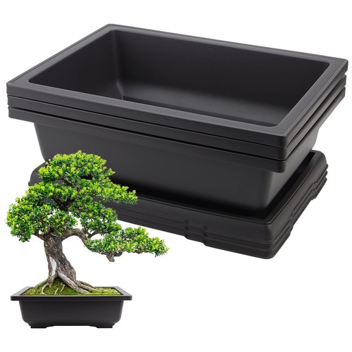 Pack inch large bonsai - large,