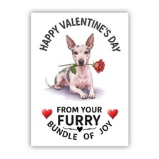 American hairless terrier dog - terrier,