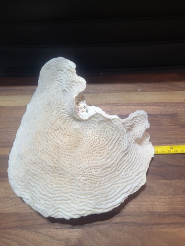 Vintage large natural brain - natural,