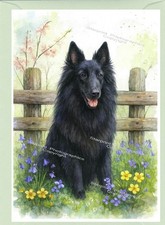 Groenendael belgian shepherd - belgian,