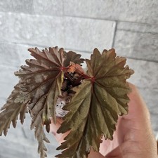 Begonia Miri Baby Plant In