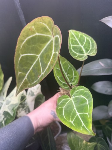 Anthurium crystallinum - anthurium,