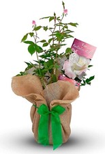 Fantastic at 60 Rose Bush -