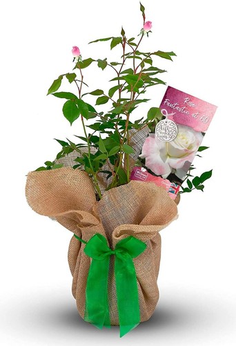 Fantastic rose bush - 60,
