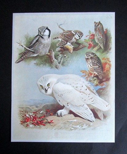 Archibald thorburn 8 0 - archibald,