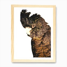 Black Cockatoo Art Print