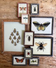 Insect Reverse Glass Paintings