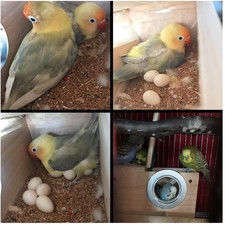 Wood parakeet nesting box for - parakeet,