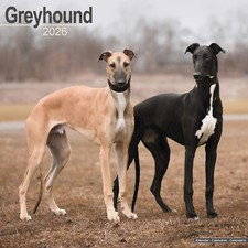 Greyhound 2026 Calendar | Dog