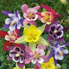 6 x Aquilegia McKana Giant
