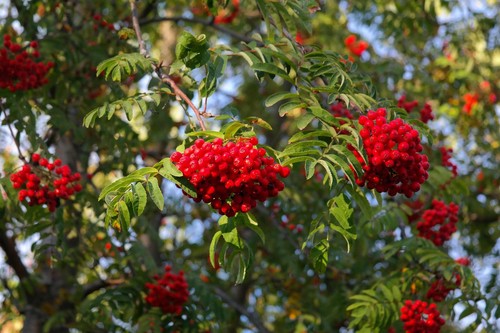 Pack sorbus aucuparia - pack, of