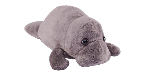 New manatee wild - new,