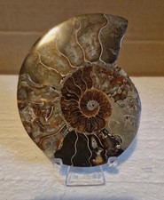 ammonite fosil shell large disc