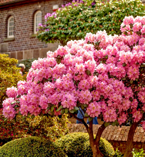 Rhododendron scintillation - scintillation,