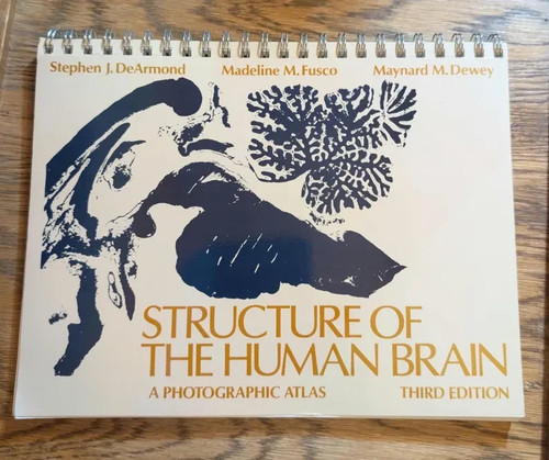 Structure the human - human, brain