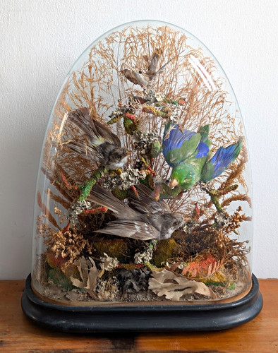 Victorian taxidermy bird - victorian,