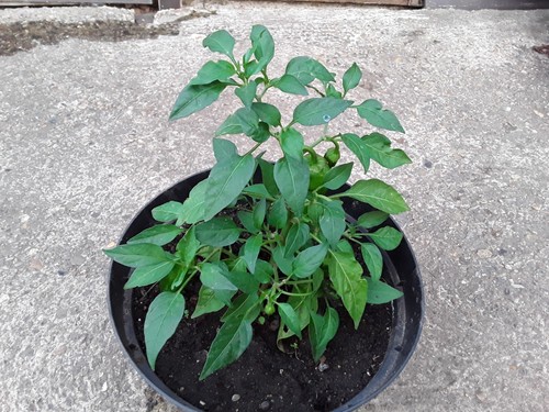 Natural home grown fruiting - home,