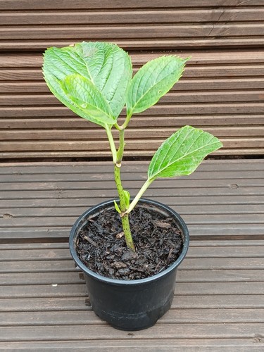 Hydrangea plant - hydrangea,