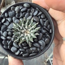 5cm succulent cactus plant - succulent,