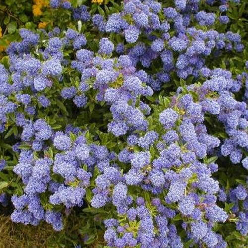 Ceanothus autumnal blue - x, blue'