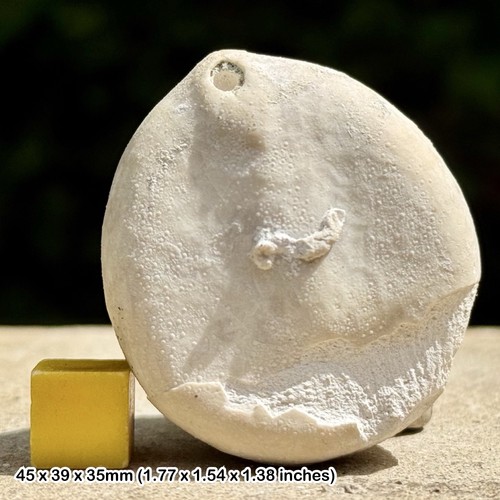 Echinocorys scutata fossil - echinocorys,