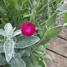 X3 Lychnis coronaria  Silver