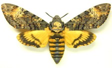 Unmounted Butterfly/Sphingidae