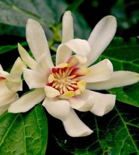 Calycanthus Raulstonii Venus
