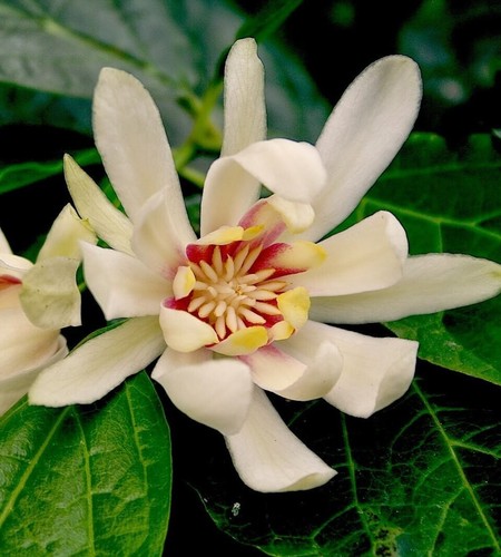 Calycanthus raulstonii venus - raulstonii,