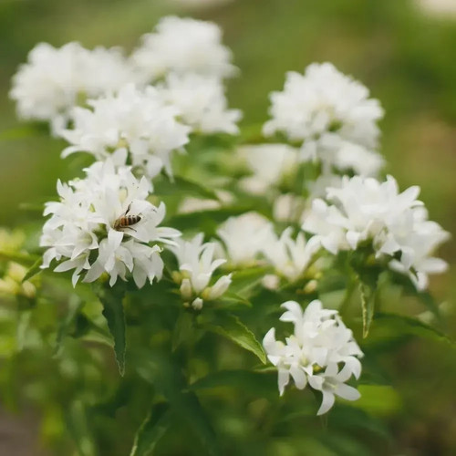 Campanula glomerata alba - campanula, 'alba'