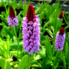 10 x  Plug Plants Primula