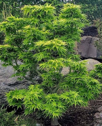 Mikawa yatsubusa dwarf - mikawa,