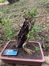 PRIVET  1 - YAMADORI BONSAI IN LARGE CLAY  POT - 40CM HIGH APPROX -