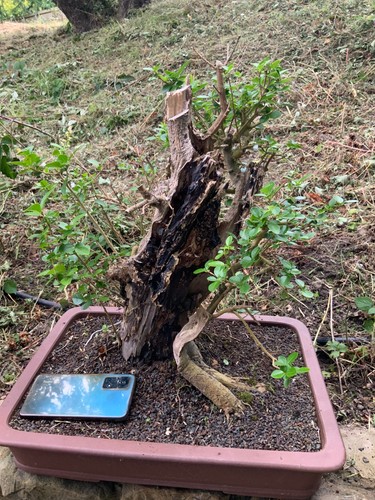 Privet yamadori bonsai in - yamadori,