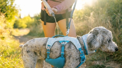 Ruffwear swamp cooler - ruffwear, cooler™