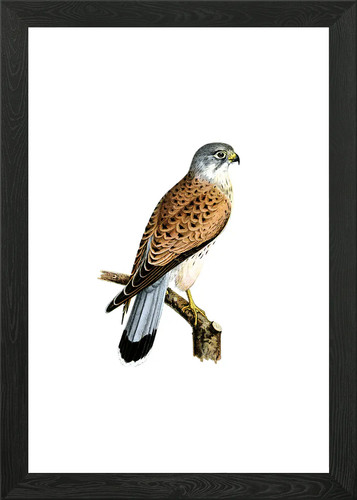 Common kestrel falcon bird - kestrel,