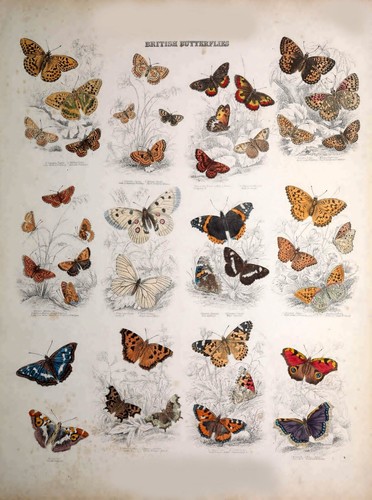 British butterfly poster a4 - british,