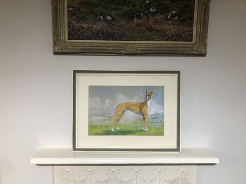Greyhound painting coursing - greyhound,
