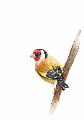 Goldfinch original watercolour - goldfinch,