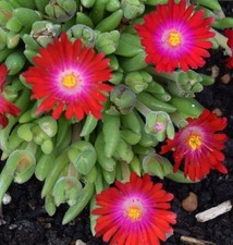 Delosperma dyeri red mountain