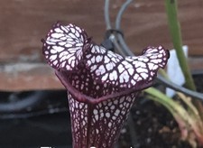 Sarracenia Titan X Saxapahaw