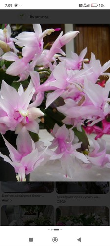 Christmas cactus white - christmas,