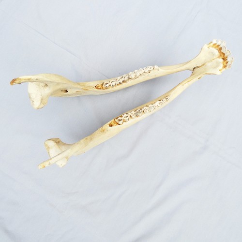 Real animal jaw bone - jaw, equine
