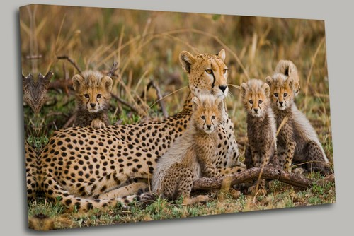 Cheetah mum and pups canvas - mum,