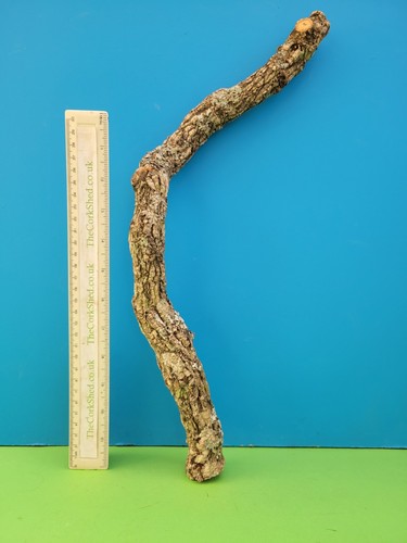 Cork bark branch - branch, snake