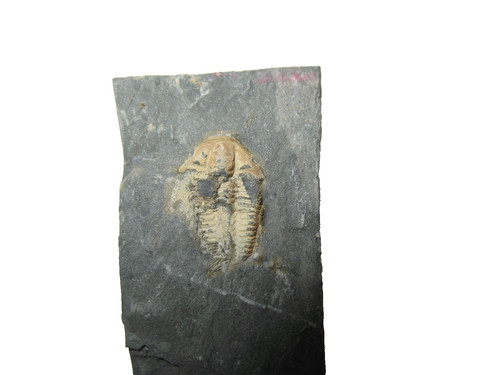 Cambrian trilobite fossil - cambrian,
