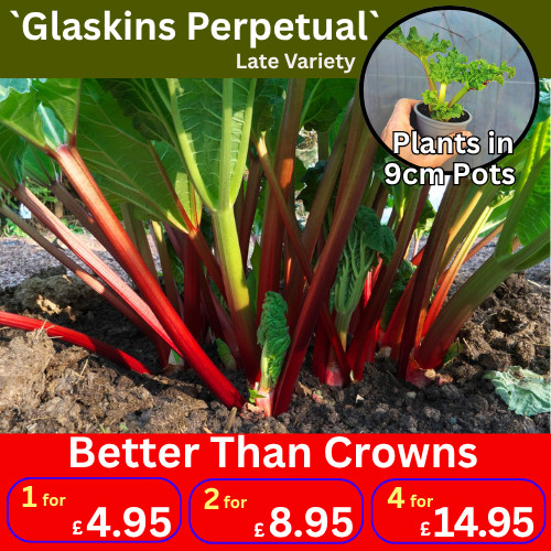 Glaskins rhubarb plants mid - glaskins,