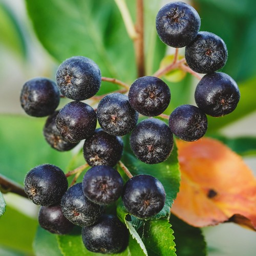 Chokeberry lowberry little - chokeberry,
