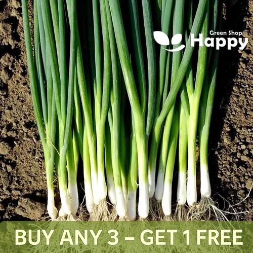 Spring onion long white - long,